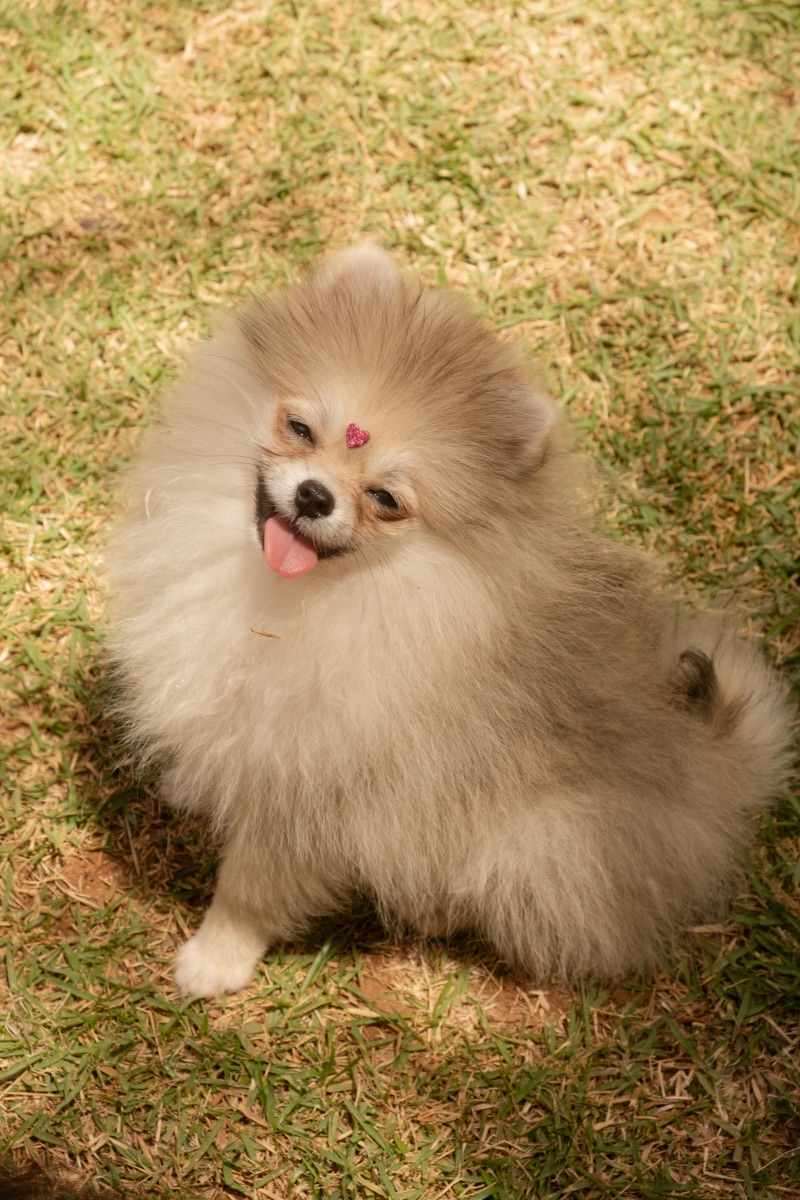 Cão no Auteliê Garden