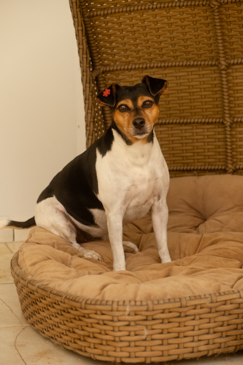 Cão hospedado no Auteliê Garden Hotel